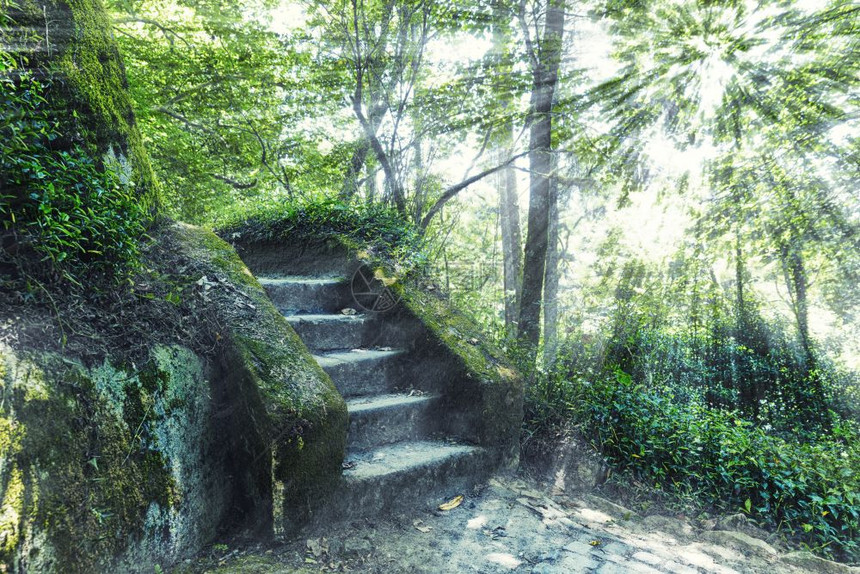 阳光的楼梯森林图片