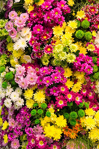 多彩的花朵背景图片