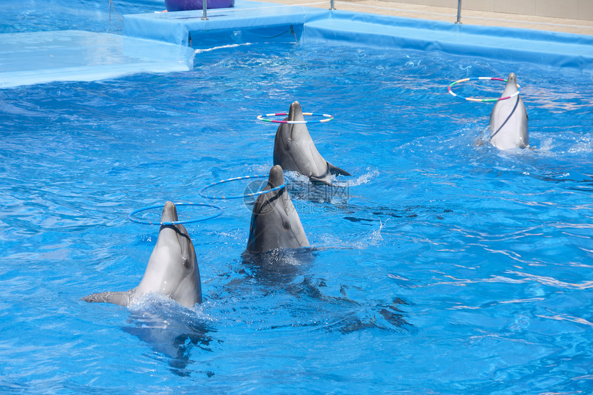游泳池里跳舞的海豚图片
