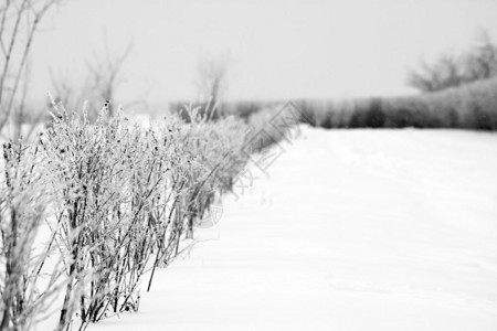 冬天乡村公路边厚厚的雪图片