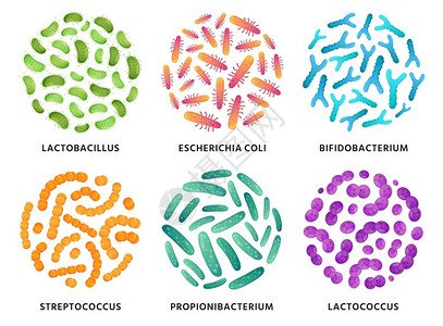 芽孢杆菌细菌和二甲苯丙胺异基乙酰二甲氧基苯菌原生和插画