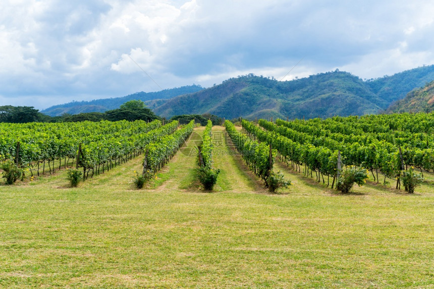 葡萄园和山地背景葡萄园概念山上的葡萄园景观浅地田图片