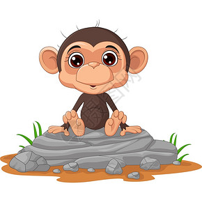 坐在岩石上的猴子图片