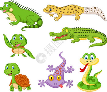 爬行动物鬣蜥爬行动物和两栖动物收藏集漫画插画
