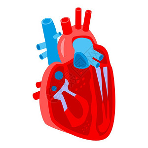 结构顶窗人类心脏部位图标用于孤立白色背景的网络设计人类心脏向量部分图标的等度人类心脏部位图标等量样式插画