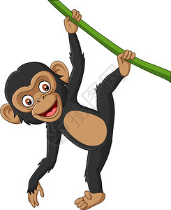 小拉马藤挂在树枝上的黑猩猩插画
