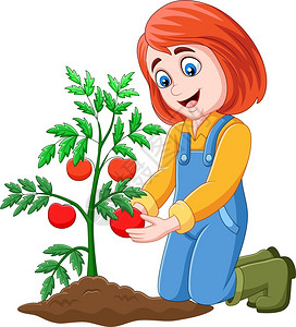 采摘番茄女孩收获番茄插画