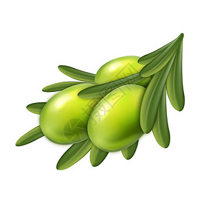 油甘果美味的生绿色橄榄果和叶子石油有机成分和素食营养农业收获模板符合现实的三点说明橄榄天然农业树枝矢量插画