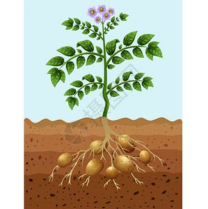 土豆种植在地面种植土豆插画