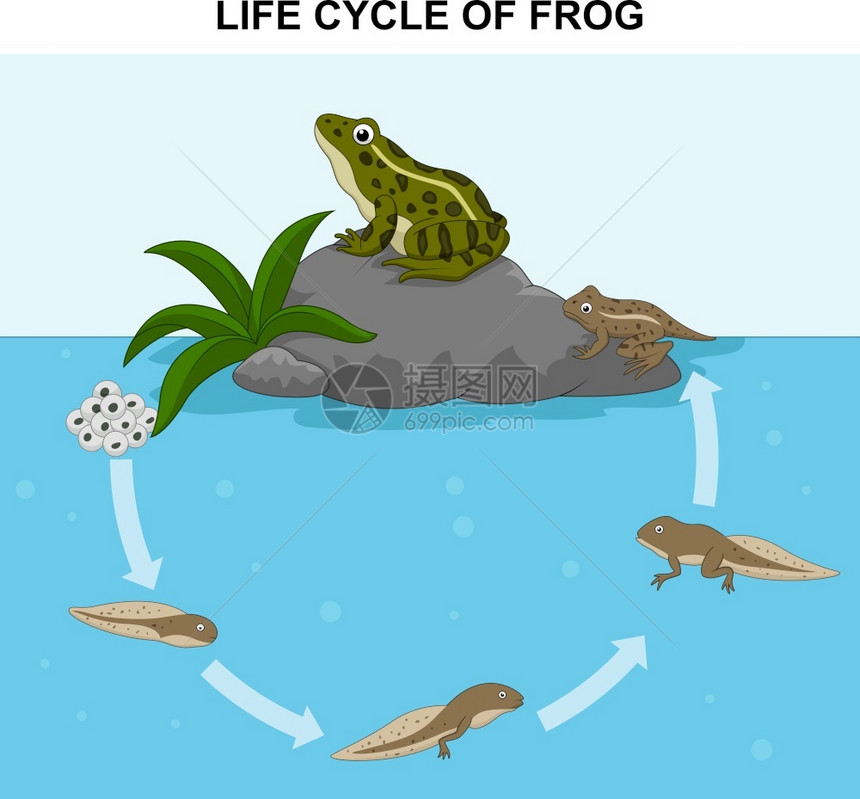 青蛙生命周期说明图片