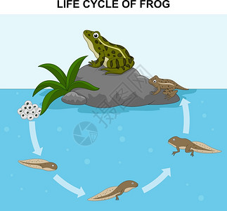 青蛙生命周期说明插画