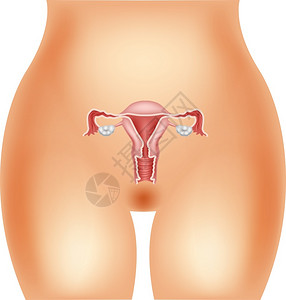 睾丸女生殖系统说明插画