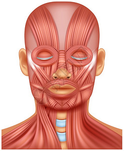 人头肌肉插图高清图片