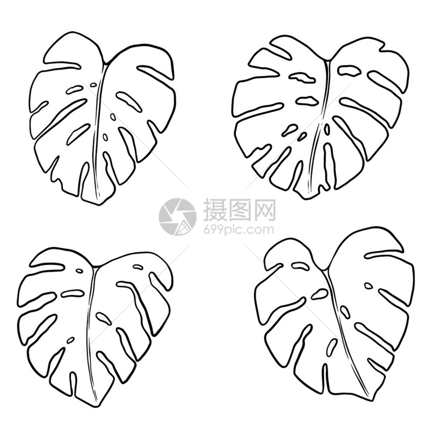 黑白线稿叶子插图图片