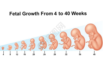 封面未至4至0周的胎儿发育4至0周插画