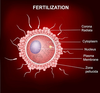 胚芽卵子和精子结合设计图片