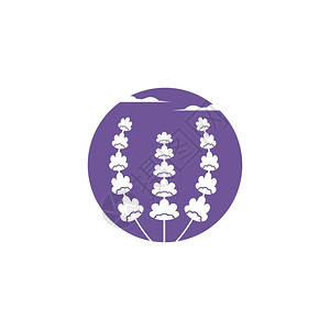 lavendr花朵矢量插图设计模板背景图片