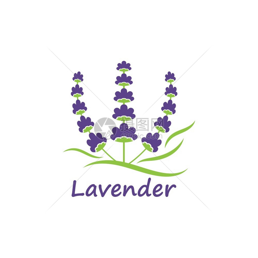 lavendr花朵矢量插图设计模板图片