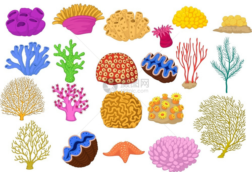 多彩珊瑚和海星图片