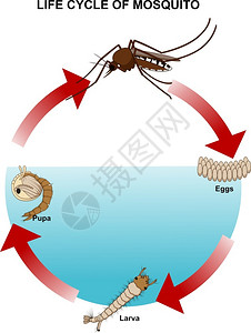 蚊子叮咬蚊虫生命周期设计图片