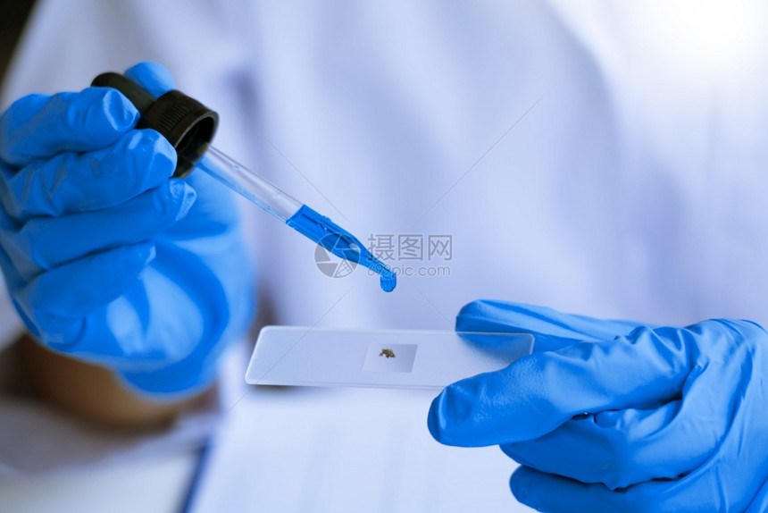 在实验室研究白色外套手分析研究试管样本生物技术概念的科学家图片