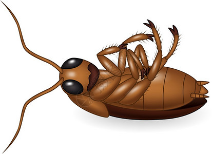 雌鹿甲虫死蟑螂卡通插画