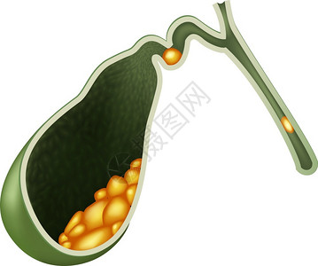 新陈代谢人类内部胆囊解剖学插图插画