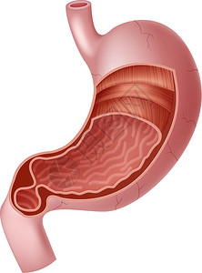 人体内胃解剖插图插画