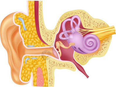 人耳朵人体内耳解剖插图插画