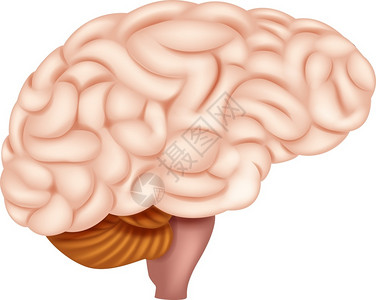 人体大脑解剖学高清图片