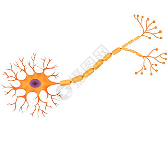 人类神经解剖插图高清图片