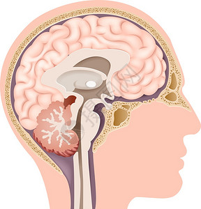 侧面的人人体内脑解剖图插画