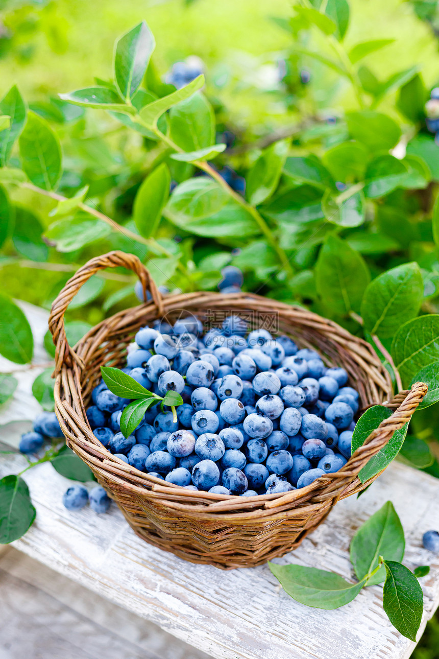 菜园篮中的蓝莓果子图片