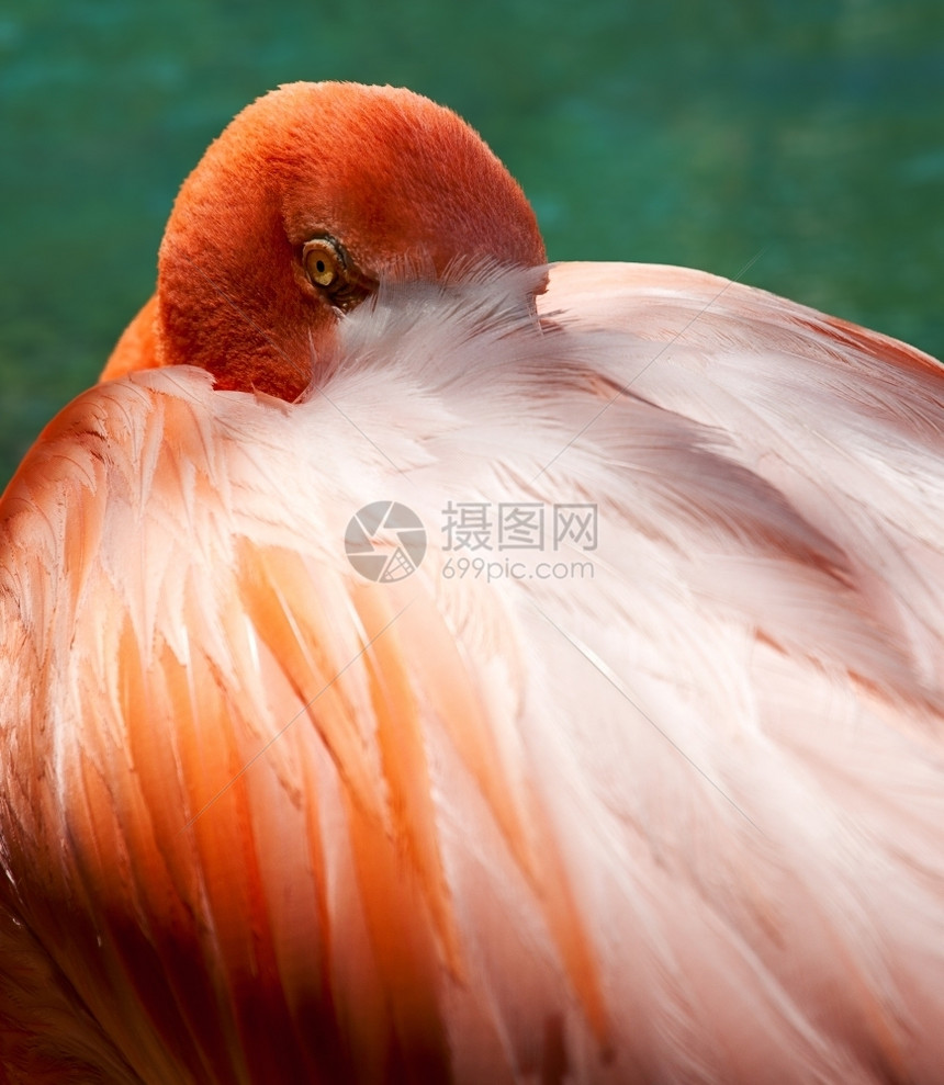 粉红火烈的近视图像其头部从背羽毛后面图片