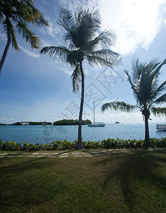 皮尔图里科PuertoRic靠近拉帕盖海岸的棕榈树线图片