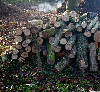 木柴在森林中砍堆在积的后面用太阳堆叠起来图片