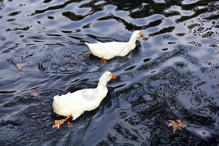 两只动物白鸭在水中高清图片