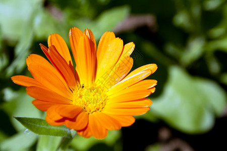 橙色花瓣的菊花图片