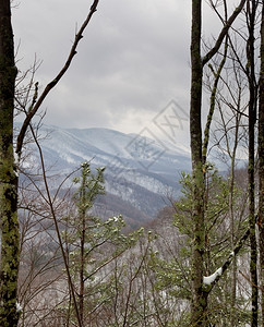 冬季在树干之间漫的山上图片