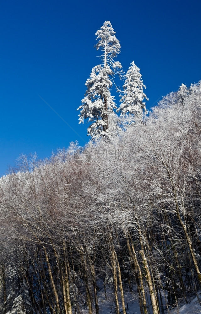 春初积雪覆盖的松树图片