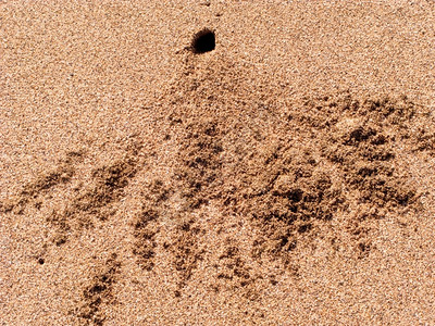 螃蟹挖土形成的小洞和由此形成的沙堆图片