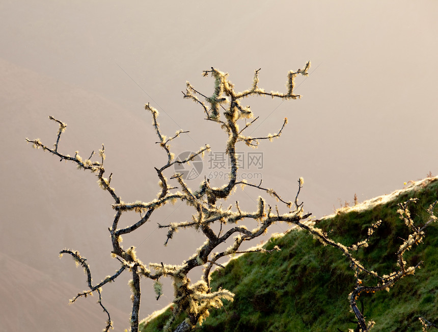 在峡谷边的一棵裸树枝图片