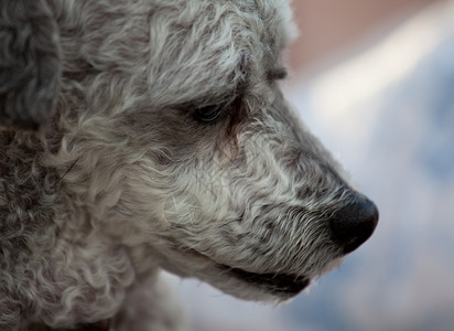 一只灰色小狗的鼻口特写镜头图片