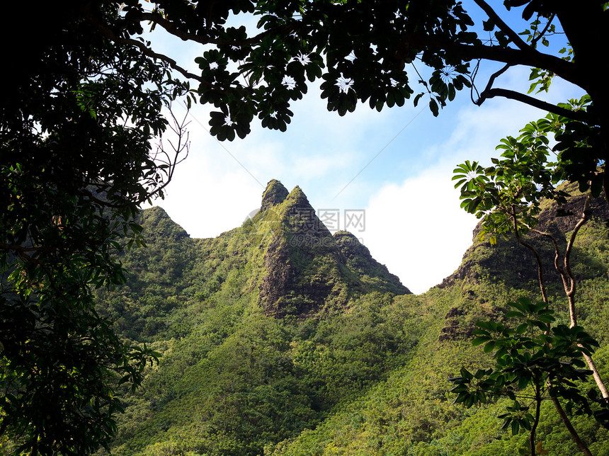 在Kaui的重山顶上被红树包围图片