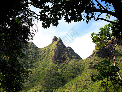 太平洋丛林在Kaui的重山顶上被红树包围背景