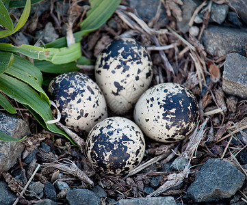 碎石里的鸟蛋图片