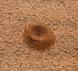 在沙中创造的蚂蚁山形成像火结构一样的图片
