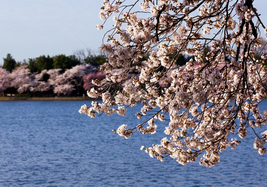 粉红的日本樱桃花图片