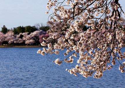 粉红的日本樱桃花背景图片