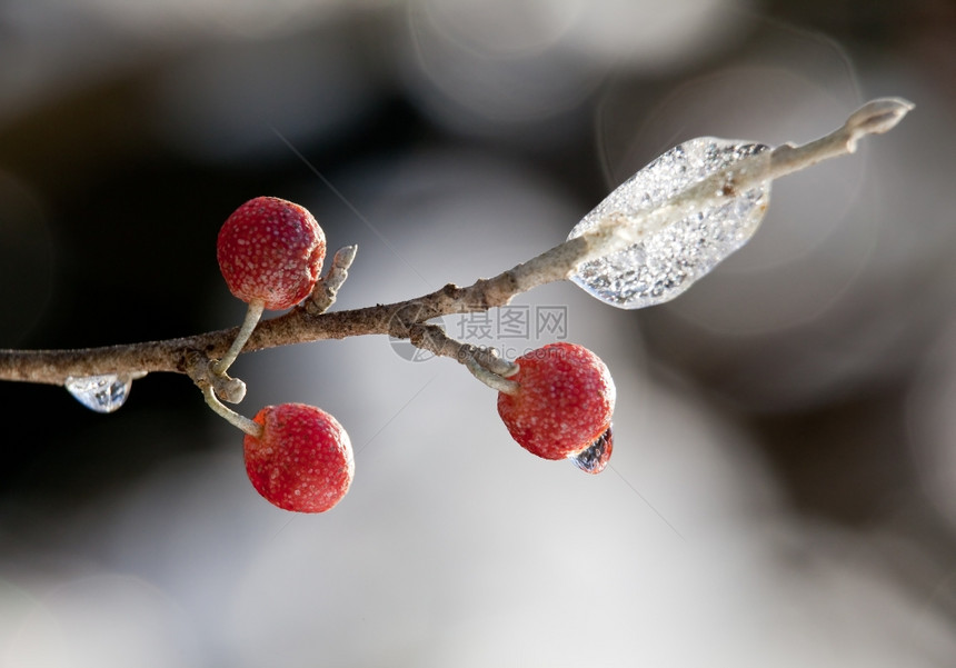 冰晶树枝上的红莓图片
